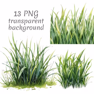 13 Dew On Grass Watercolor Clipart PNG. Digital Download, junk journals, transparent background, high quality scrapbooking, Card Making