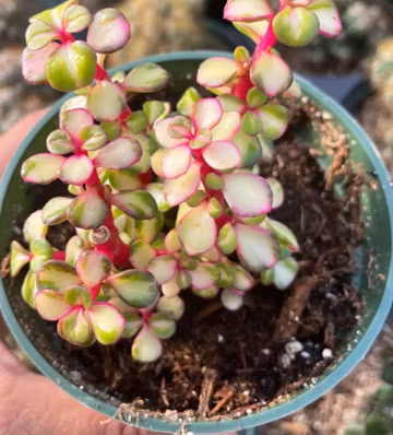 Rare Variegated Pink Elephant Bush, Portulacaria Afra Variegata Live Rooted Succulent Plant 2” & 4" pot