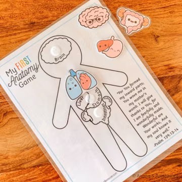 Anatomy Game, Printable Human Body Preschool Activity, About Me Kids Science Lesson, Kindergarten Curriculum, Busy Binder Game, Homeschool
