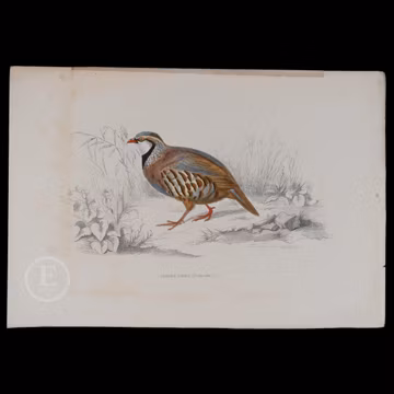 1877 RED-LEGGED PARTRIDGE - Hand-Colored Steel Engraving from “Opere complete di Buffon” - Scarce Italian Edition!