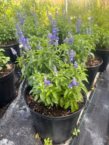 Blue Sage Plant – Salvia Farinacea Live Plant | Pollinator Friendly Garden Plant, Butterfly & Bee Magnet, 1 Gallon Pot