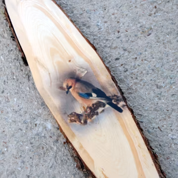 Jay Bird Spruce Wood Picture – Unique Home Decor