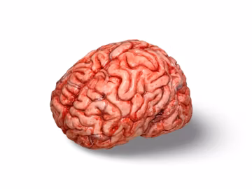 Realistic Silicone Brain Prop | Anatomical Human Replica, Medical Display, Horror Prop