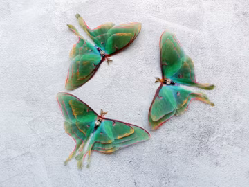 Silk luna moth hair clips with 3d double-layer wings - hair accessories for women and girl gift