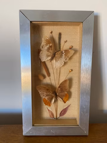 Ancien Cadre Alu Double Papillon Sous Verre Curiosité Décoration Vintage #C284