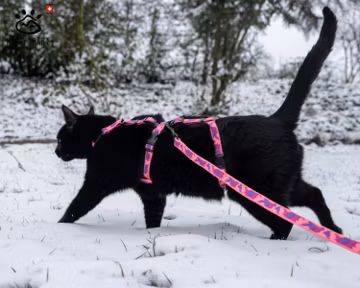 Adventure Cat Harness and Leash: Escape Proof Camouflage 3-Strap Design