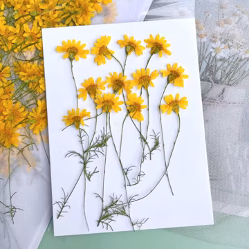 Pressed flowers,yellow Pressed Flowers 12 pcs/Pack,Dried Flower Stems Dry chrysanthemum ,yellow Flowers,yellow Dried Flowers