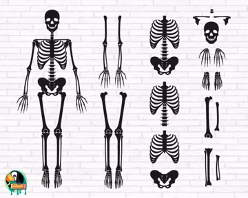 Skeleton Parts SVG, Skeleton Bones Svg, Body Parts Svg, Skeleton Parts Front Cut Files, Cricut, Silhouette, Png, Svg, Eps, Dxf
