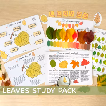 Leaves Unit Study Bundle Anatomy of a Leaf Charlotte Mason Nature Study Learning Activities for Preschool Fall Leaves Educational Materials