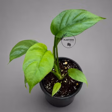 Monstera Minima Live Plant in 3" Pot - Rhaphidophora Tetrasperma - Mini Monstera - Tropical Climbing Indoor Houseplant