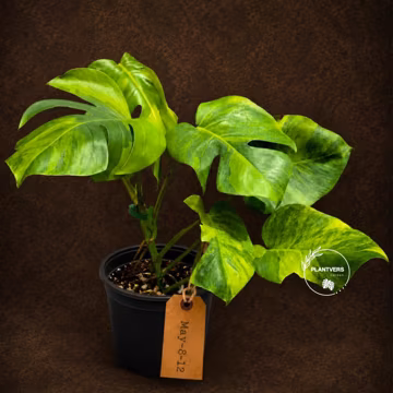 Variegated Monstera Green on Green Plant - Variegated Monstera Top Cut Potted Plant - Collector's Indoor SAME Plant