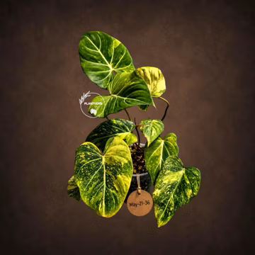 Philodendron Gloriosum Tricolor Plant in Nursery Pot - Super Rare Aroid Plant - Velvet Leaf Collector Plant - US Seller