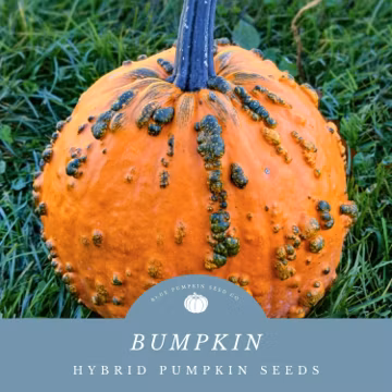 Bumpkin F1 Pumpkin Seeds: Grow Fully Round Warted Pumpkins With a Long Shelf Life!