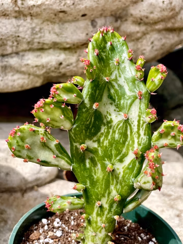 2", 4", 6” Pot of Variegata Maverick Cactus Variegated Joseph's Coat Cactus