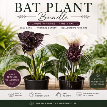 Bat Plant Bundle | Black & White Bat Plant Collection | Tacca chantrieri and Tacca integrifolia | Unblooming, prefinished, young plant