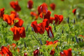 Red California Poppy Seeds *FREE Shipping!* Fresh & Organic Eschscholzia californica seeds | red outdoor flower seeds bulk