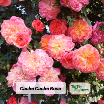 Cache Cache Rose Seeds - Cache Plant Seeds - Mix Seeds - Fragrant Flower - Late Winter to Early Spring Planting Time