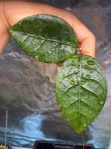 Hoya Aceh Green Apple *rare*