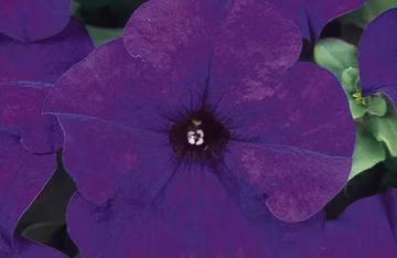 25ct/50ct Petunia Midnight Seed -Dreams SeriesSold by Farmlander
