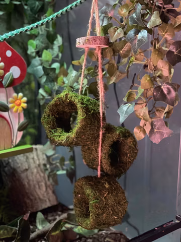 Hole Lotta Hoopla - Moss Covered Reptile Accessory