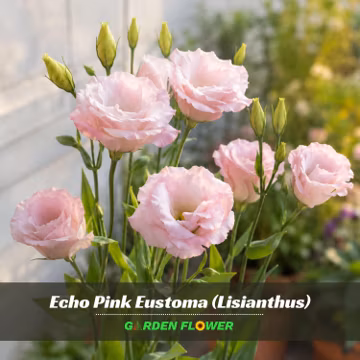 Echo Pink Eustoma Lisianthus Seeds - Eustoma grandiflorum - Soft Pink Double Blooms - Elegant Cut Flower Plant #9462