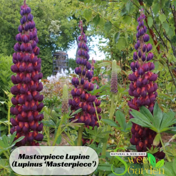 Masterpiece Lupine Seeds – Heirloom Bluebonnet Flower