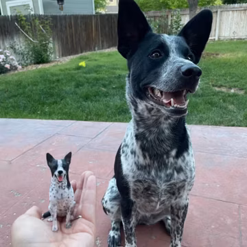 Personalized Pet Wedding Cake Topper: Custom Dog & Cat Figurine