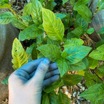 Persicaria Tinctoria, Japanese Indigo Seeds, Dye Plant Seeds