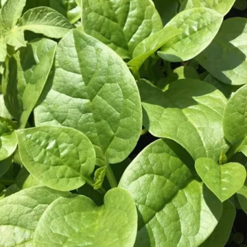 Heirloom Green Malabar Spinach Seeds, Non-GMO, Farm-Fresh