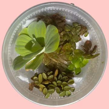 Aquarium Floating Plant Starter Pack: Red Root Floater, Frogbit, Salvinia, Water Lettuce