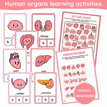 Human organs learning activities | beginning sounds flashcards | activity sheets | digital printables