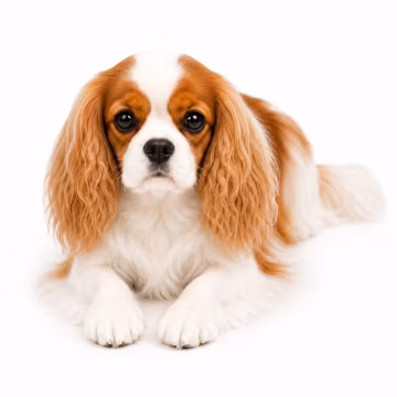 Realistic Cavalier King Charles Spaniel Plush Toy, Ready to Ship Handmade Stuffed Dog, Lifelike Cavalier, Pet Memorial Gift, Dog Lover Gift