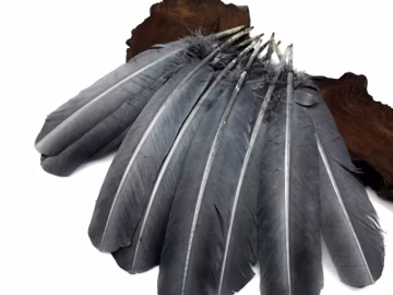 Cosplay Feathers, 6 Pieces - Silver Gray Turkey Rounds Secondary Large Wing Quill Feathers Craft Supply : 2308