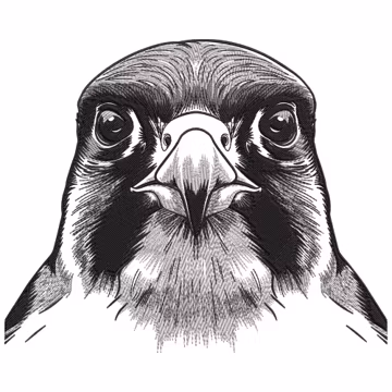 Falcon Face Embroidery Design, Peregrine Falcon Machine Embroidery File, Eagle Machine Embroidery File