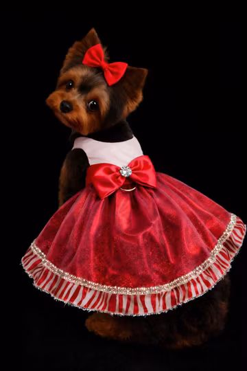 Red Dog Dress, Holiday Pet Dress