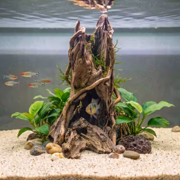 Hollow Aquarium Driftwood | Aquatic Plant Anchor | Natural Betta Resting Sanctuary