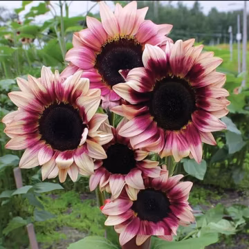 Rare Plum Purple Sunflower 25 Seeds – Helianthus annuus, Cut Flowers