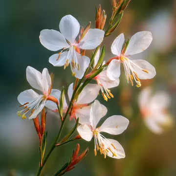 Biennial Gaura 25 Seeds | Elegant White & Pink Butterfly Flowers