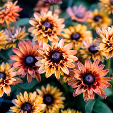 Caramel Rudbeckia Seeds – 25 Seeds | Vibrant Golden-Bronze Blooms, Easy-to-Grow Perennial for Gardens & Borders