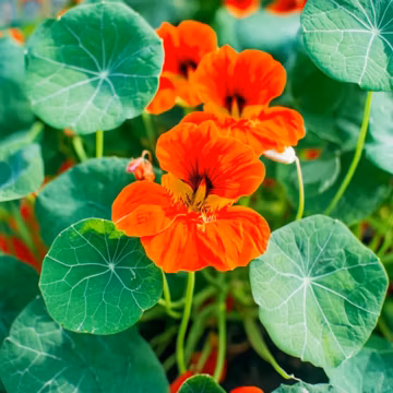 Empress of India Nasturtium 25 Seeds – Deep Red Edible Flowers