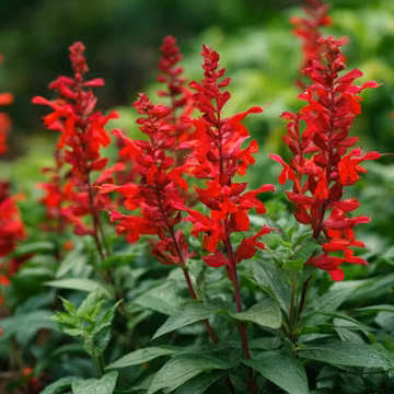 Scarlet Sage 100 Seeds | Vibrant Red Blooms for Beds & Borders