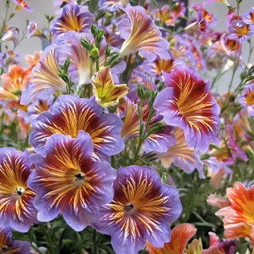 100pcs Chilean Morning Glory seeds, rare mixed-color vines, annual and perennial flowers