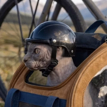 Adjustable Helmet Scottish Fold, Ukrainian Levkovaya & Foldex cats Protective Pet Helmet Cat Helmet Photo Shoots
