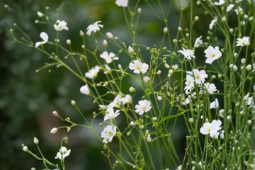 Covent Garden Baby's Breath 100 Seeds – Gypsophila elegans