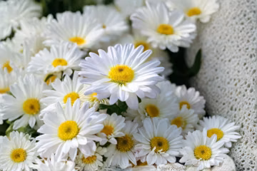 Shasta Daisy 100 Seeds – Chrysanthemum maximum