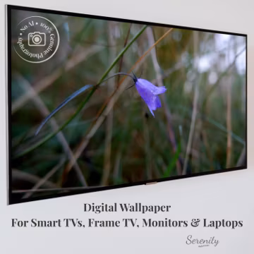 Blue Harebell Wildflower Frame TV Art, Real Photo Purple Floral Digital Wallpaper