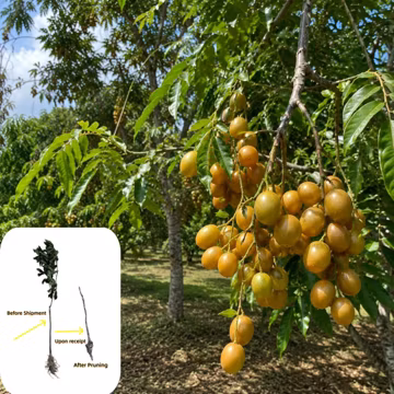 Grafted Yellow Wampee Fruit Tree Seedling Rare Clausena Lansium Tropical Plant