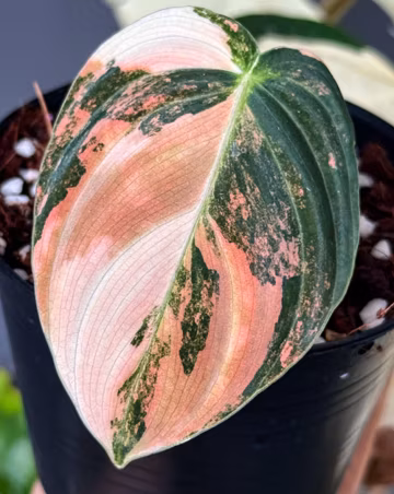 Philodendron Melanochrysum Pink Variegated Stater plant Rare plant Gardening