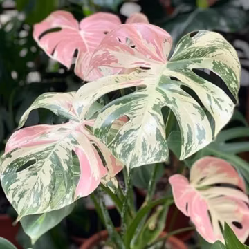 Rare Monstera Deliciosa Seeds | Tropical Plant Seeds