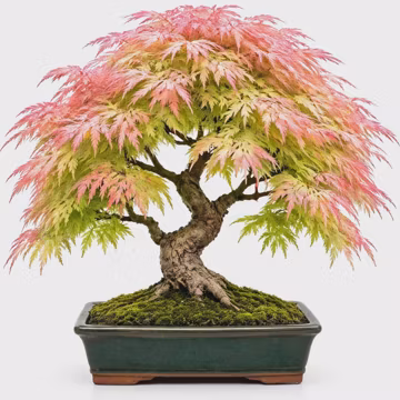 Geisha Girl Japanese Maple | Bare Root Bonsai | Live Acer Palmatum Seedling